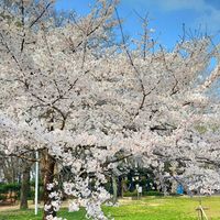 アオキ,サンシュユ,ソメイヨシノ,ソメイヨシノ,ソメイヨシノの画像