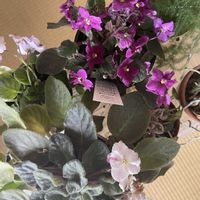 セントポーリアの画像