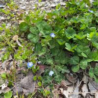 オオイヌノフグリの画像