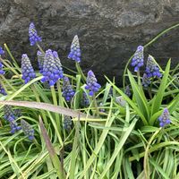 ムスカリ,ガーデニング,キュンキュン乙女倶楽部,富山支部,花の16年組♡の画像