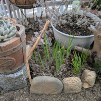 花壇,ポタジェガーデン,家庭菜園の画像