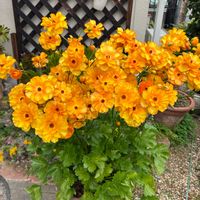 ラナンキュラス　ラックス,ラナンキュラス　ラックス,元気モリモリ,狭い庭,毎年の開花が楽しみの画像