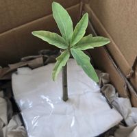 アデニア　レパンダ,塊根植物,挿し木,南アフリカ原産,アデニア属の画像