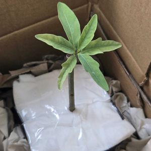 アデニア　レパンダ,塊根植物,挿し木,南アフリカ原産,アデニア属の画像