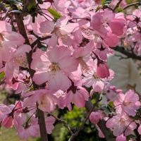 ハナカイドウの画像