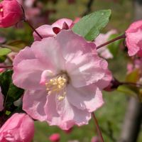 ハナカイドウの画像