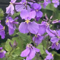 オオアラセイトウ,ツルニチニチソウ,レンギョウ,散歩道,公園散歩の画像