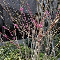 ハナズオウの画像