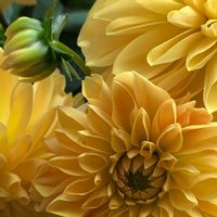 ダリア,ベランダガーデニング,ベランダの画像