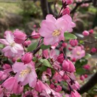 ハナカイドウ,散歩の画像