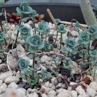 キキョウ,ミセバヤ,ミセバヤ,ローズマリー,ローズマリーの画像