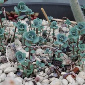 キキョウ,ミセバヤ,ミセバヤ,ローズマリー,ローズマリーの画像