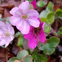 イワウチワ,ミスミソウ(雪割草),スプリングエフェメラル,ホタルカズラ♡,城山かたくりの里の画像
