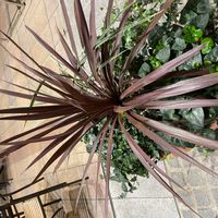 コルジリネ レッドスターの画像