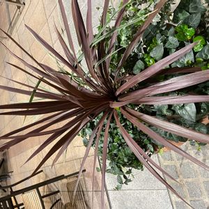 コルジリネ レッドスターの画像