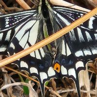 月下美人の画像