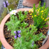 キンギョソウ,ノースポール,ラベンダー,ビオラ,斑入りミセバヤの画像