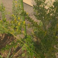 エニシダの画像