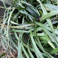 ヤブランの画像