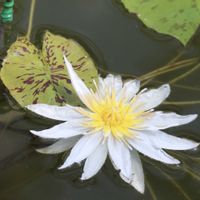 熱帯スイレン,熱帯スイレン,熱帯睡蓮　ミセスエドワードホイテッカー,熱帯睡蓮　ミセスエドワードホイテッカー,白い花の画像