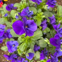 カリブラコアの画像