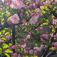 ソメイヨシノ,ハナカイドウ,お散歩写真,さくら 桜 サクラ,２０２５年同期の画像