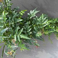 ハゴロモジャスミンの画像