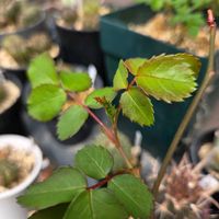 ミ二バラ,挿し木,ばら バラ 薔薇,日陰庭の画像