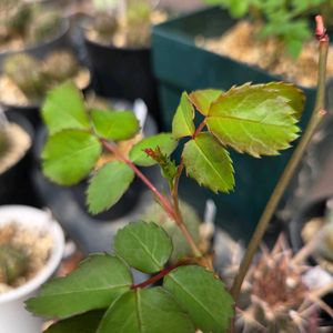 ミ二バラ,挿し木,ばら バラ 薔薇,日陰庭の画像