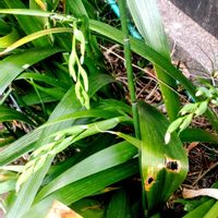 小さな庭,アプローチの画像