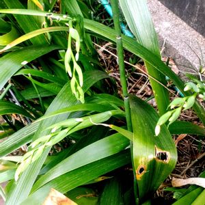 小さな庭,アプローチの画像