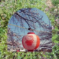 シバザクラ,シバザクラ,チューリップ,チューリップ,ハナズオウの画像