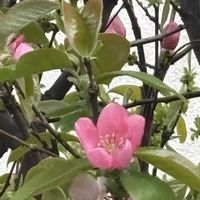 カリン,花のある暮らし,愛媛県,庭の画像