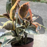 フィカス・ティネケ,フィカスの画像