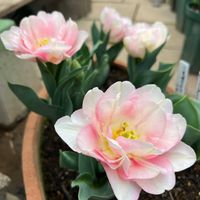 スイセン,チューリップ,ソフォラ　リトルベイビー,小さな庭の画像