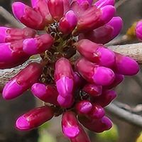 ハナズオウの画像