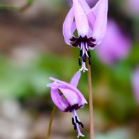 カタクリの画像