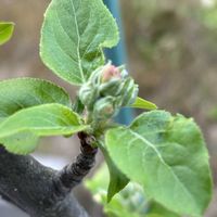 サクランボ,ミント,リンゴ,姫りんご,コハウチワカエデの画像