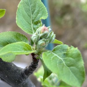 サクランボ,ミント,リンゴ,姫りんご,コハウチワカエデの画像