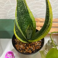 サンスベリアの画像