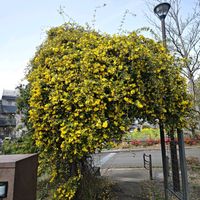 カロライナジャスミン,ビタミンカラー,花のある暮らし,植中毒,花自慢の画像