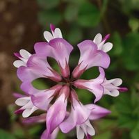 レンゲソウ,紫雲英,花のある暮らし,植中毒,花自慢の画像
