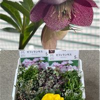 アリッサム,クリスマスローズ,ゼフィランサス,パンジー,オレガノ ケントビューティーの画像