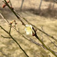 ウメ,つばき,家庭菜園の画像