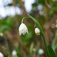 スノーフレーク,球根植物,春がきた♪,我が家の花達の画像