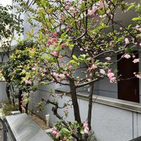 ハナカイドウ,玄関アプローチの画像