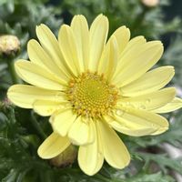 マーガレット,マーガレット デイジーイエロー,鉢植え,ガーデニング,コンテナガーデンの画像