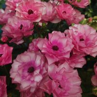 ラナンキュラス,ラナンキュラス　ラックス,ラナンキュラスラックス　ヘラ,ラナンキュラスラックス　ニノス,ラナンキュラスラックス　ミノアンの画像