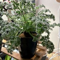 ペラルゴニウム,ペラルゴニウム・アッペンディクラツム,ペラルゴニウム・アッペンディクラツム,植物育成ライト,植物棚の画像