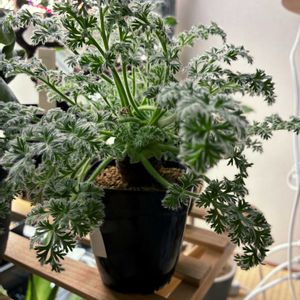 ペラルゴニウム,ペラルゴニウム・アッペンディクラツム,ペラルゴニウム・アッペンディクラツム,植物育成ライト,植物棚の画像